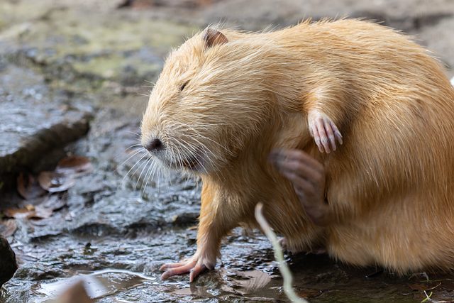 rodents