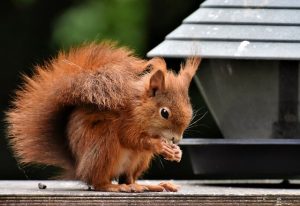 rodents-640x480-6609874.jpeg