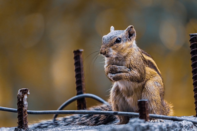 rodents