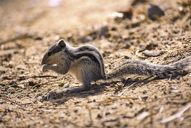 rodents