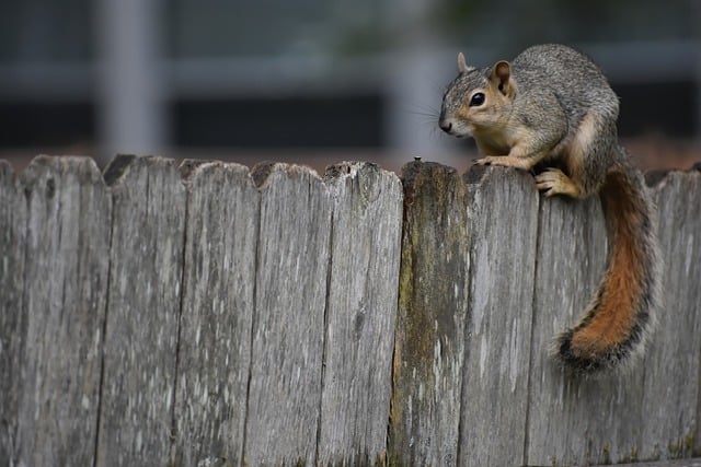 rodents