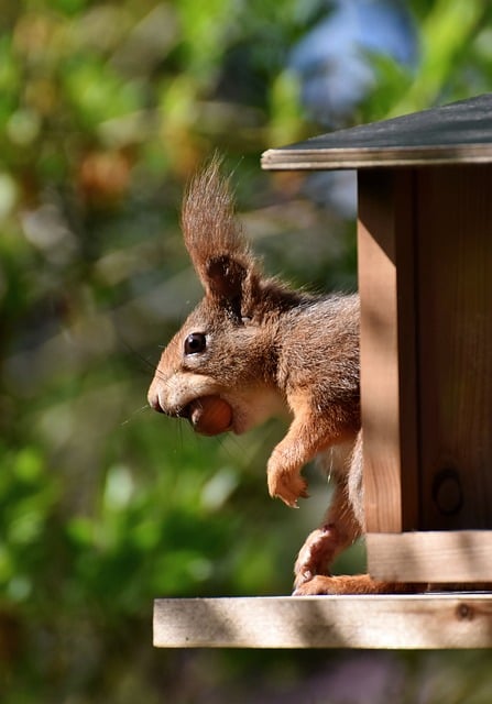 rodents-640x480-90464868.jpeg