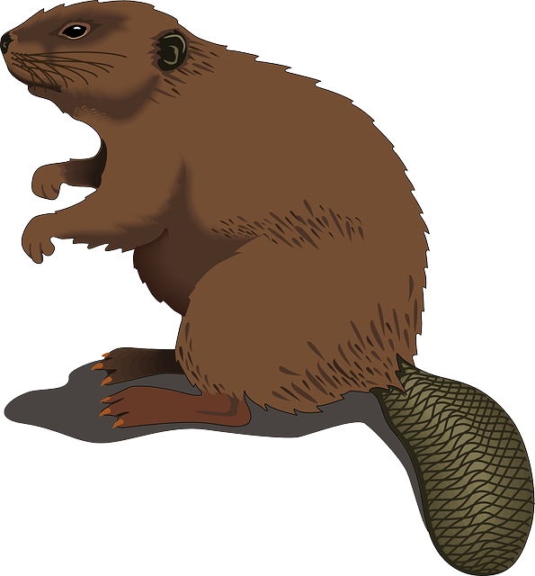 rodents