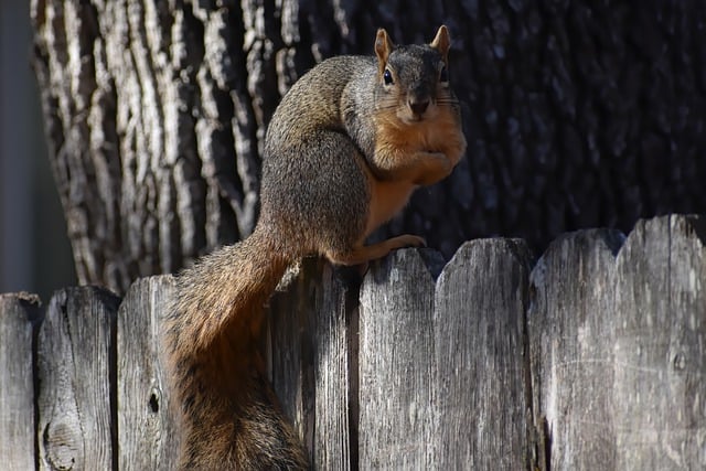 rodents-640x480-95055746.jpeg
