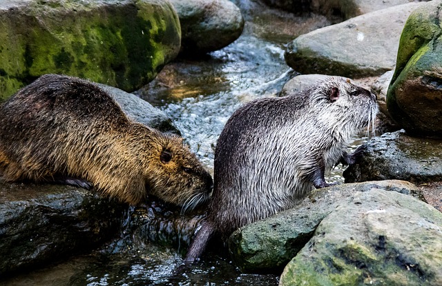 rodents-640x480-99390558.jpeg