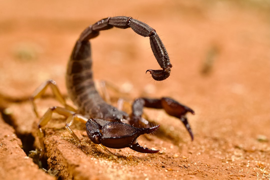 scorpion