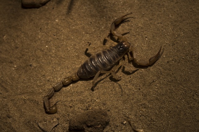 scorpion