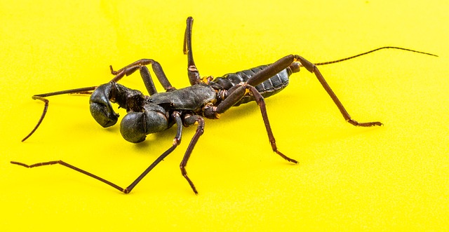 scorpion