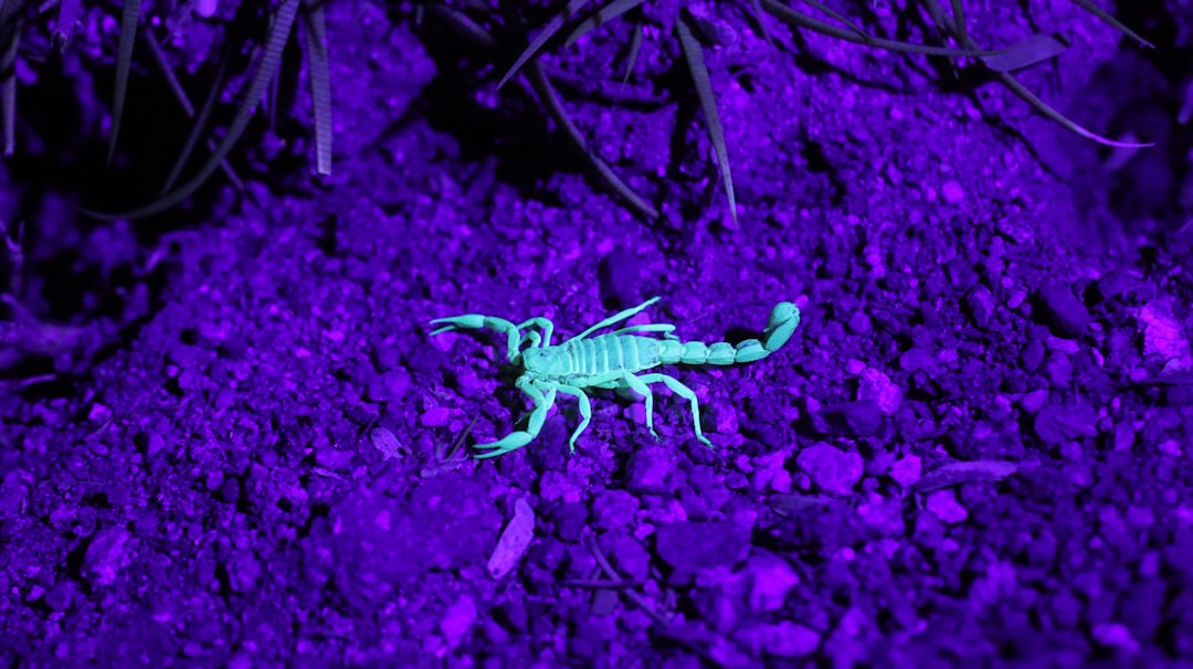 scorpion