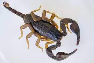 scorpion-640x480-2591153.jpeg