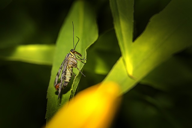 scorpion