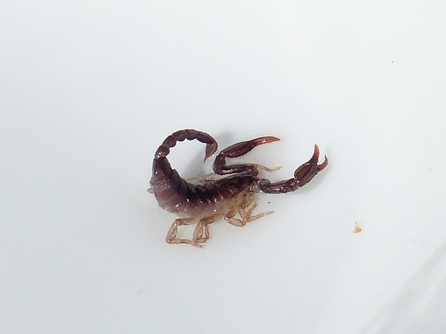 scorpion