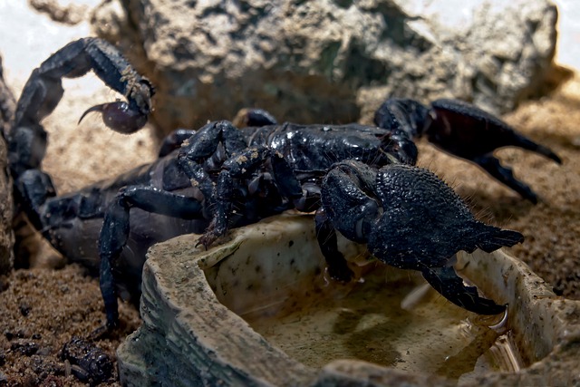 scorpion