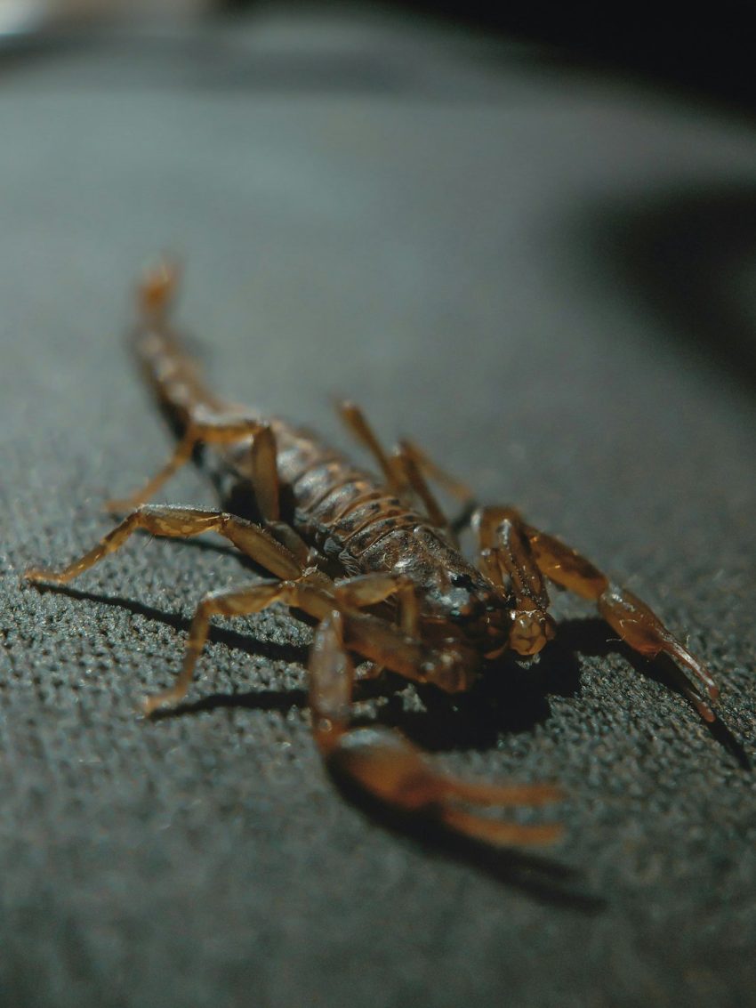 scorpion-640x480-31597958.jpeg