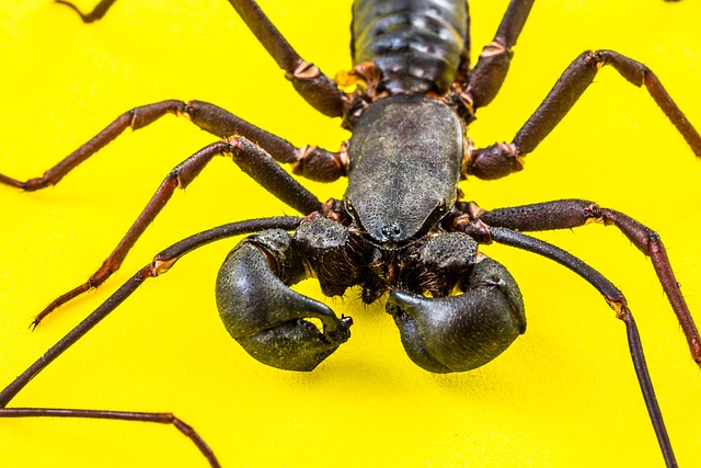 scorpion