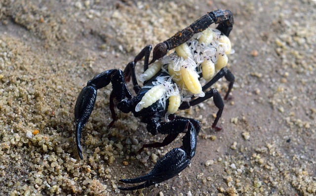 scorpion