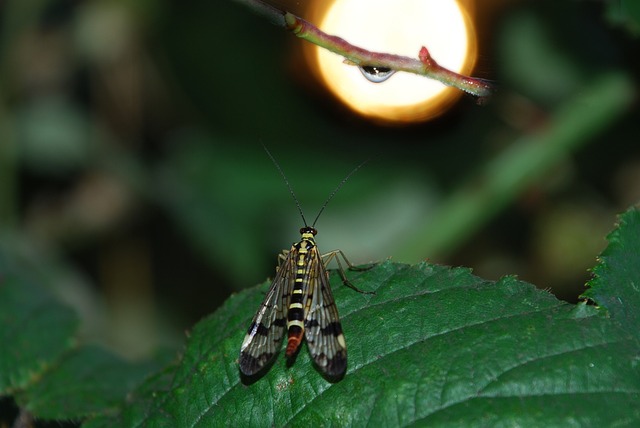 scorpion