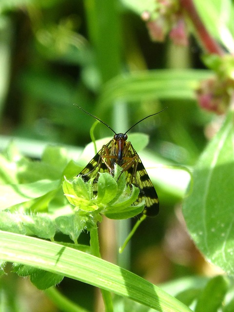 scorpion-640x480-45257750.jpeg