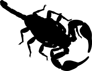 scorpion-640x480-59727415.png