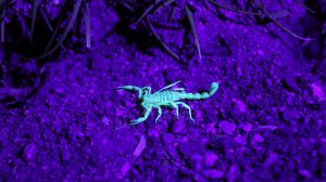 scorpion-640x480-69617091.jpeg