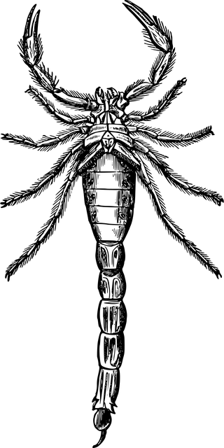 scorpion-640x480-73274750.png