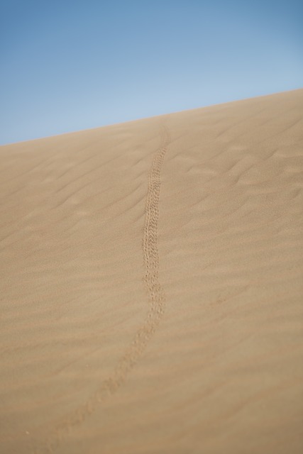 scorpion-640x480-80070515.jpeg