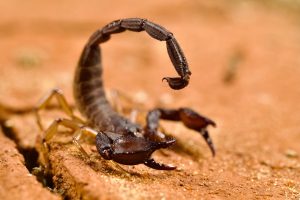 scorpion-640x480-81277346.jpeg
