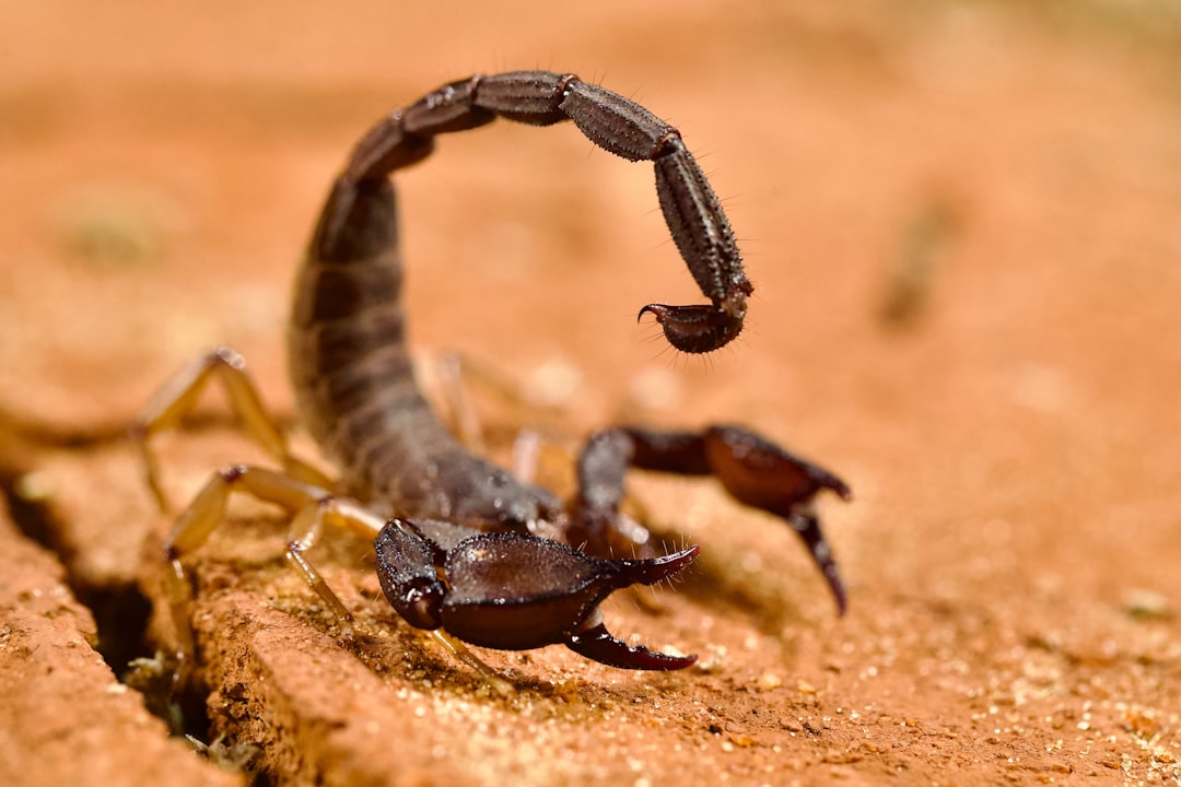 Understanding and Managing Scorpion Behavior in Oro Valley Homes: A Comprehensive Guide