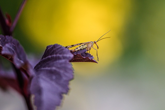 scorpion-640x480-82397018.jpeg