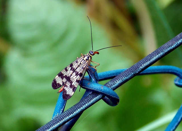 scorpion
