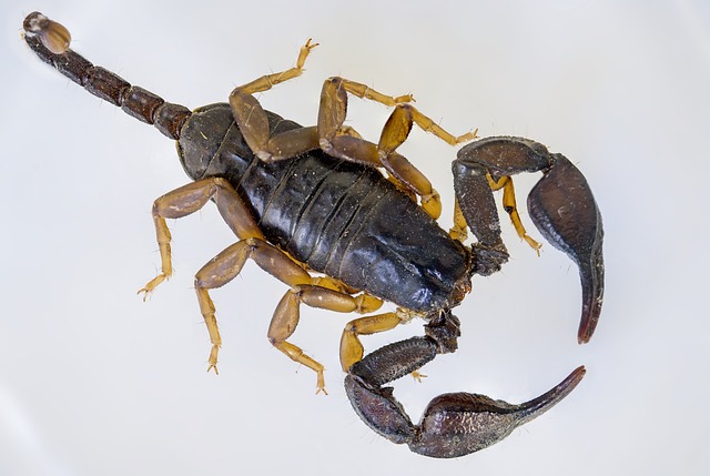 scorpion