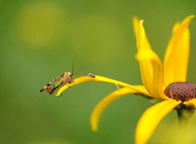 scorpion-640x480-97249590.jpeg