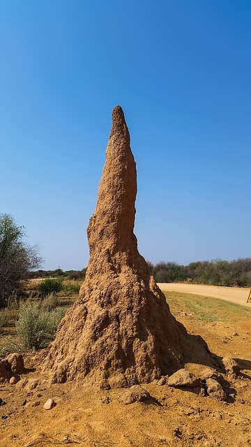termites