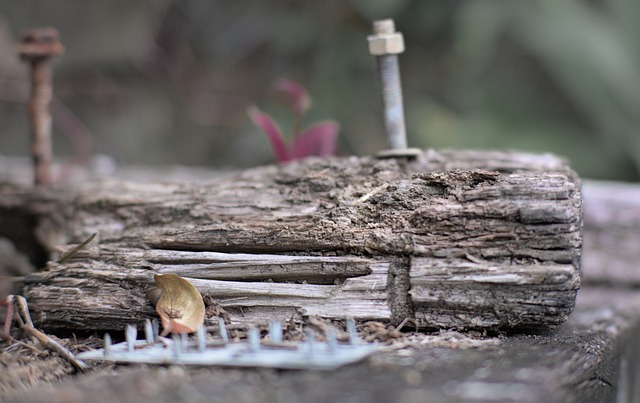 termites-640x480-33656009.jpeg