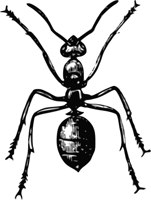 termites