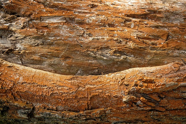 termites