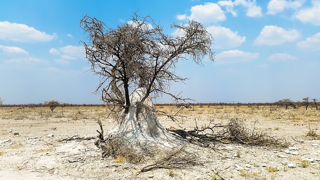 termites