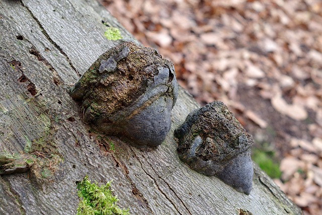 termites