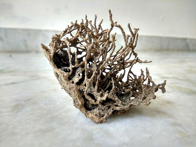 termites