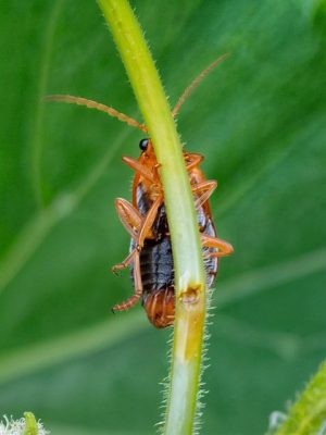 termites-640x480-65339391.jpg