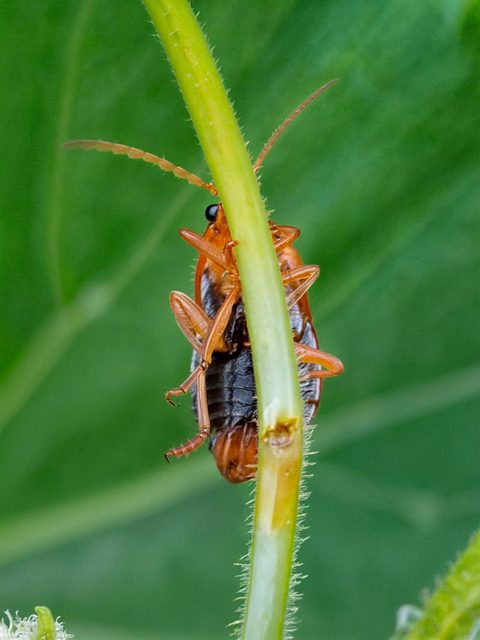 termites-640x480-65339391.jpg