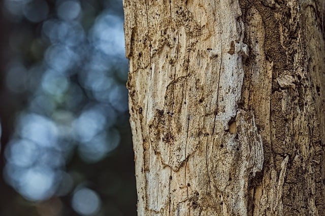 termites-640x480-68522794.jpeg