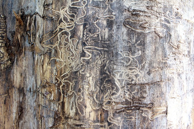 termites