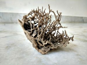 termites-640x480-80285693.jpeg