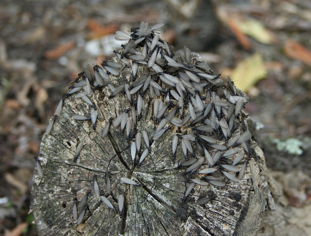 termites-640x480-8537186.jpeg