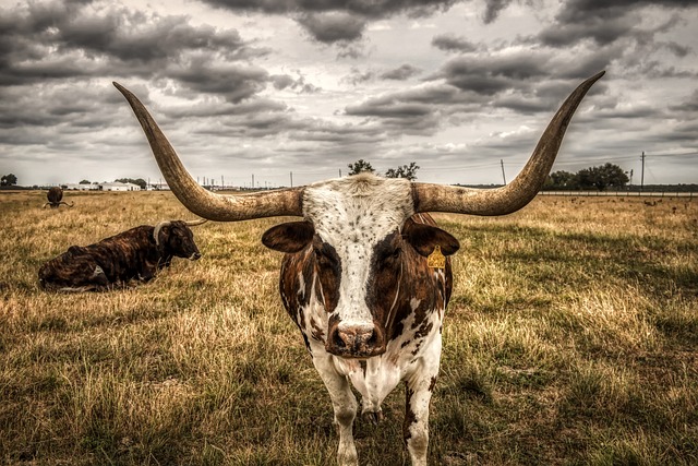 Texas