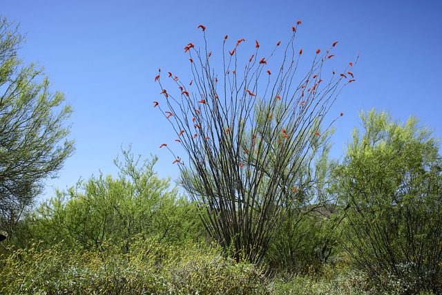 Tucson