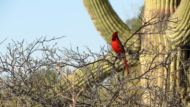 Tucson