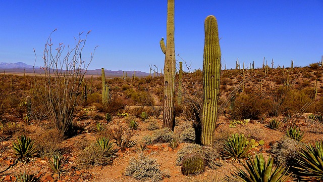 tucson-640x480-43932421.jpeg