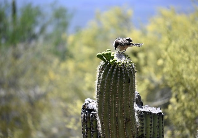 Tucson